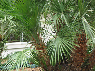 Chamaerops humilis or Mediterranean Fan Palm